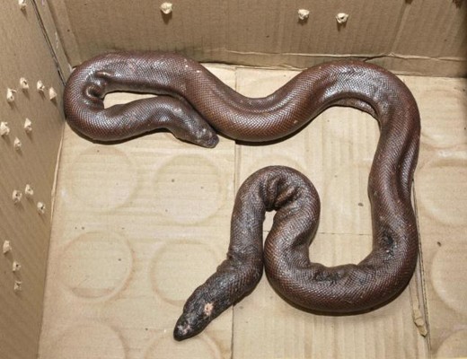 snake seized.jp